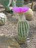 echinocereus purpureus.JPG